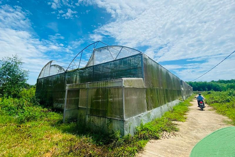 Nhà màng, nhà lưới thuộc Dự án đầu tư xây dựng mô hình thực nghiệm sản xuất rau an toàn theo phương pháp thủy canh trên 1.000m2, ngân sách 1,5 tỷ đồng do đơn vị thuộc Sở Khoa học và Công nghệ tỉnh Quảng Ngãi thực hiện hư hỏng, bỏ hoang sau thời gian ngắn hoạt động.