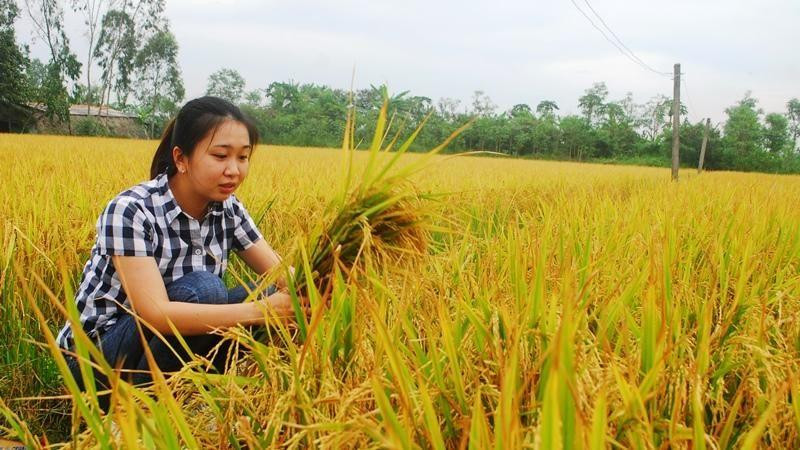 Lúa VD20 được trồng tại xã Tăng Hòa, huyện Gò Công Đông (Tiền Giang). 