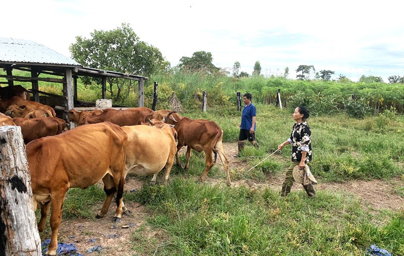 Được sự hỗ trợ của Thiếu tá Từ Văn Sương, Đội vận động quần chúng Đồn Biên phòng Ea H’leo, vợ chồng ông Nguyễn Văn Triều và bà Huỳnh Thị Mai Tiên ở xã Ia Lốp, huyện Ea Súp phát triển thêm nghề chăn nuôi bò, ổn định cuộc sống.