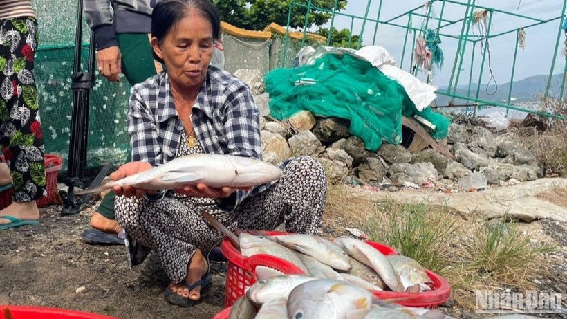 Ngoài tôm hùm, các loại cá nuôi đến kỳ thu hoạch cũng bị chết hàng loạt, người nuôi thiệt hại nặng.