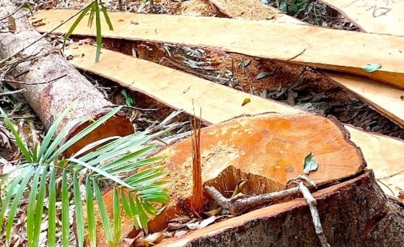 Gỗ bị chặt hạ tại hiện trường.