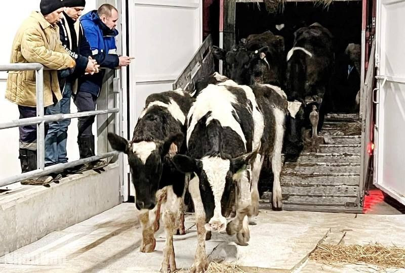 Những cô bò đầu tiên vào trang trại. (Ảnh: Thanh Thể)