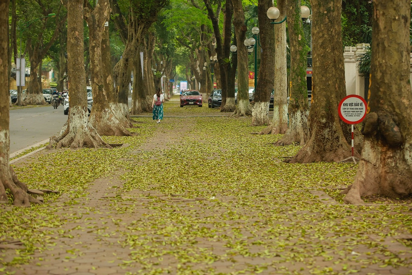 [Ảnh] Nơi mùa sấu thay lá