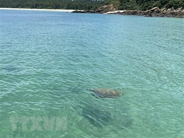 Cá thể rùa nặng khoảng 20kg. (Ảnh: TTXVN)