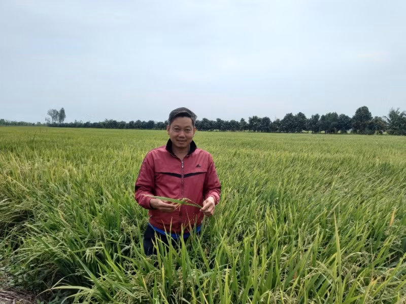 Người dân trồng lúa được mùa, được giá. 
