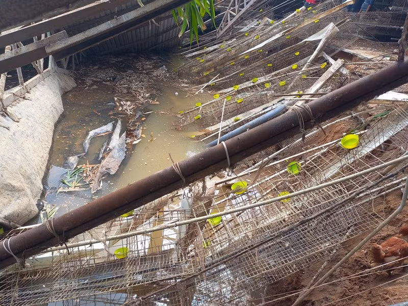 Một phần trại gà đổ sập xuống sông Tiền.