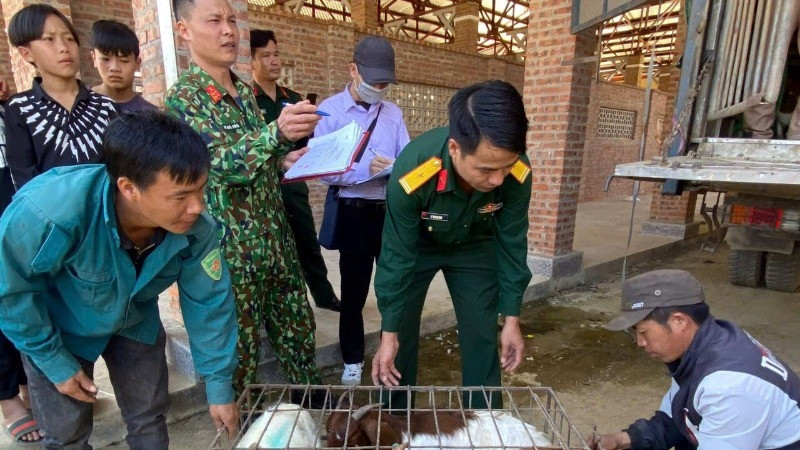 Cán bộ Đội Sản xuất và Xây dựng cơ sở chính trị số 1, Đoàn Kinh tế-Quốc phòng 345 (Quân khu 2) cấp dê giống cho bà con xã Cao Sơn, huyện Mường Khương, tỉnh Lào Cai.