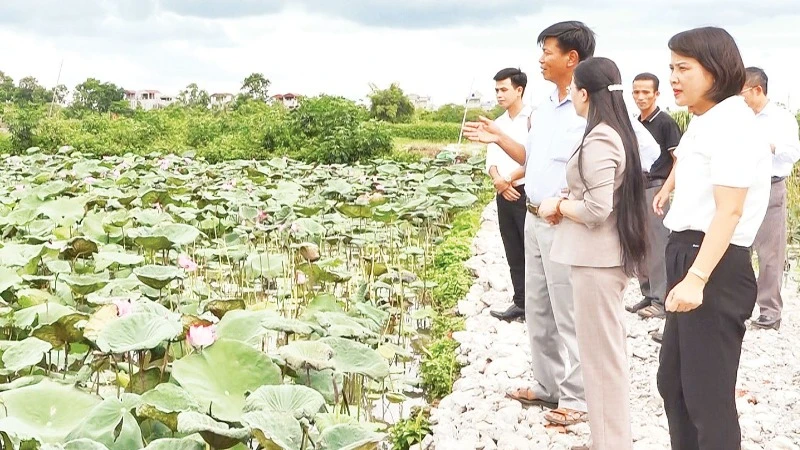 Mô hình trồng sen ở huyện Ứng Hòa giúp người dân nâng cao thu nhập. (Ảnh LÊ HẢI)