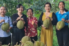 Hợp tác xã Nông nghiệp Tân Phú phát triển sản phẩm OCOP 4 sao từ quả sầu riêng. (Ảnh: HOÀNG TRUNG)