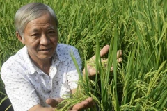 Ông Phương trồng lúa trong chậu bán mỗi dịp Tết.