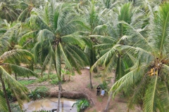 Cây dừa Việt Nam đối mặt với nhiều thách thức để phát triển.