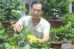 Sản phẩm mai vàng tại xã Vĩnh Thành (tỉnh Vĩnh Long) đạt chuẩn OCOP hạng 3 sao.