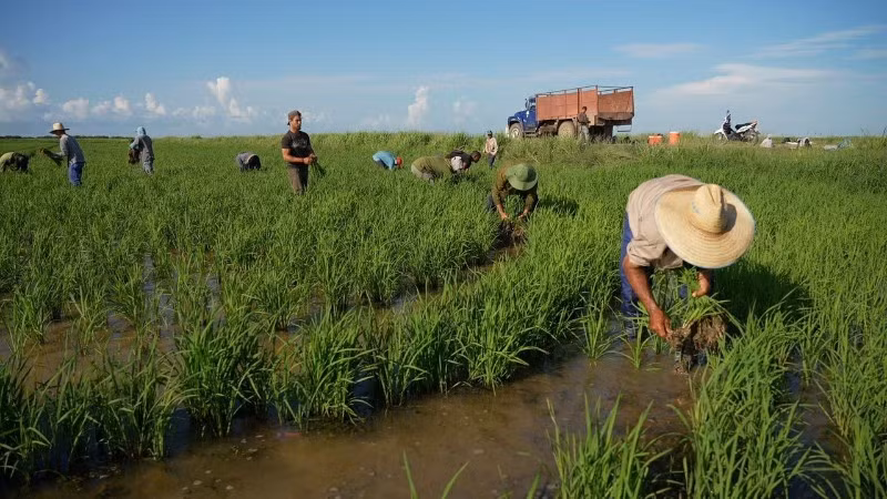 Phim tái hiện hành trình Việt Nam chuyển giao những giống lúa đặc biệt, trong đó có giống lúa CT16, sang Cuba. (Ảnh: VTV)