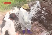 [Video] Phú Thọ: Tăng cường phòng, chống dịch tả lợn châu Phi 