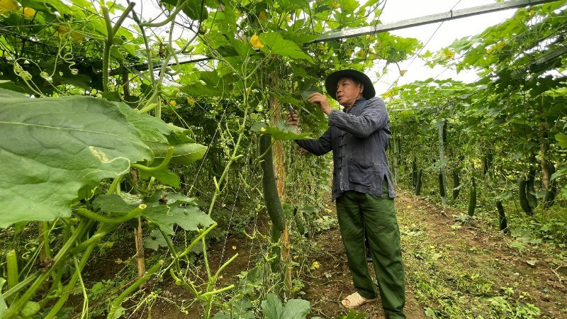 Các mô hình sinh kế giúp đồng bào dân tộc thiểu số ở Nậm Nhùn vươn lên thoát nghèo. z6681593646058-788ed8b93d9325eab87606ab9d8115b1-7208.jpg