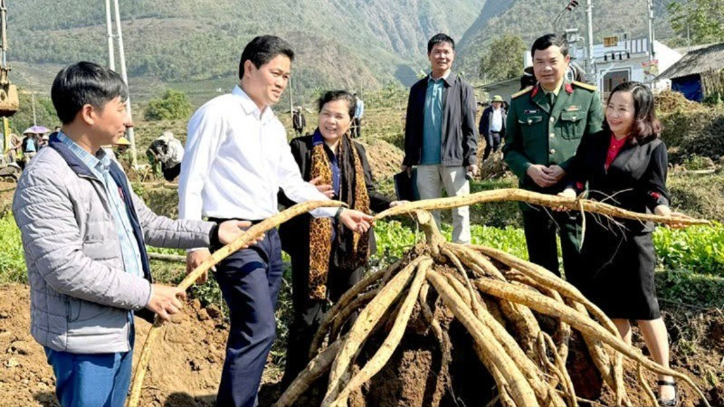 Mô hình trồng sắn dây hữu cơ mang lại thu nhập cao ở xã Bản Bo, huyện Tam Đường. anh-mo-hinh-chuyen-doi-co-cau-cay-trong-xa-ban-bo-huyen-tam-duong-333.jpg