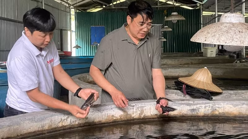 Người nuôi cá nước lạnh đang thua ngay trên sân nhà vì vấn đề thương hiệu.