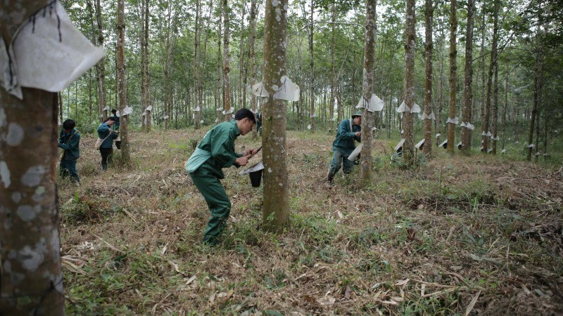 Công nhân Công ty cổ phần Cao-su Lai Châu 2 khai thác mủ.