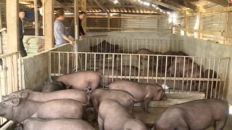 Mô hình nuôi lợn đen bản địa giúp người dân xã Phong Thổ ổn định cuộc sống vươn lên làm giàu.