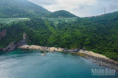 Các rừng nguyên sinh có tiềm năng lớn trong thị trường tín chỉ carbon. Trong ảnh là một góc bán đảo Sơn Trà - một trong những cánh rừng nguyên sinh tại Đà Nẵng. (Ảnh: PHAN HẢI TÙNG LÂM)