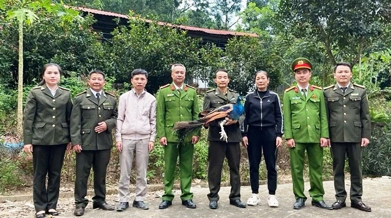 Các cơ quan chức năng tiếp nhận động vật Công Ấn Độ từ người dân giao nộp.