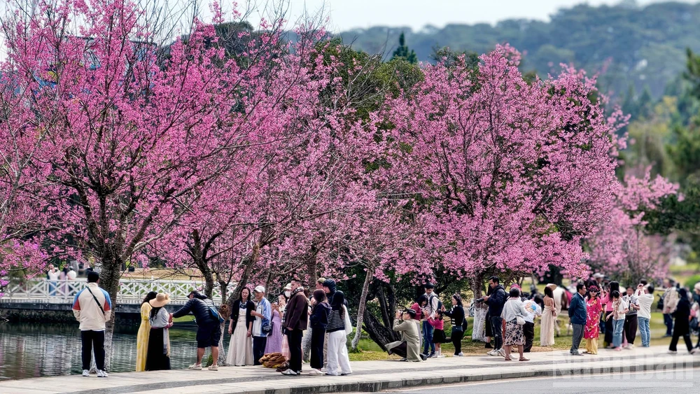 Những không gian hoa mai anh đào trên phố núi Đà Lạt nở rộ, sắc hoa như "môi hồng người mình yêu" làm bao tâm hồn lữ khách ngẩn ngơ, say đắm.