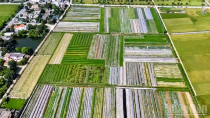 Hợp tác xã nam dược Hoàng Lương (tỉnh Hưng Yên) đã phát triển được hơn 70ha vùng trồng cây dược liệu.