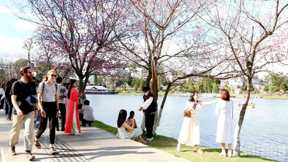 Hoa mai anh đào từ lâu được ví là “sứ giả” mùa xuân Đà Lạt.