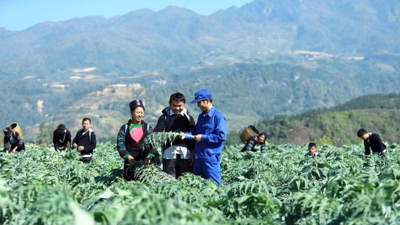 Nhiều gia đình ở Lào Cai trồng Atiso cho thu nhập cao và ổn định.