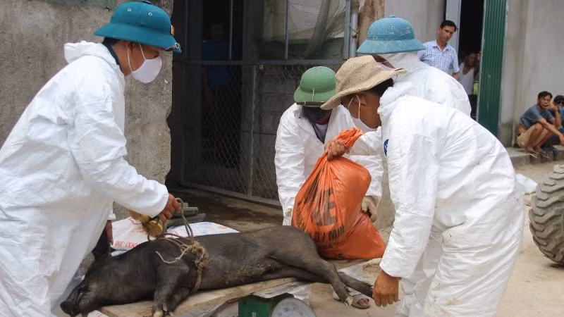 Dịch tả lợn châu Phi đang bùng phát ở 25 phường, xã ở tỉnh Nghệ An. (Ảnh: QUANG AN)