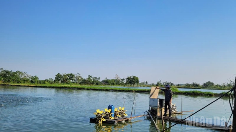 Mô hình nuôi cá rô phi mang lại lợi ích kinh tế cao tại xã Ứng Hòa, Hà Nội.