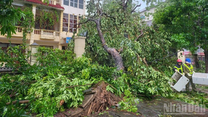 Công nhân vệ sinh môi trường khẩn trương thu dọn cây đổ sau bão số 5. (Ảnh: NGÔ TUẤN)
