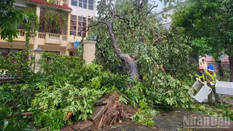 Công nhân vệ sinh môi trường khẩn trương thu dọn cây đổ sau bão số 5. (Ảnh: NGÔ TUẤN)