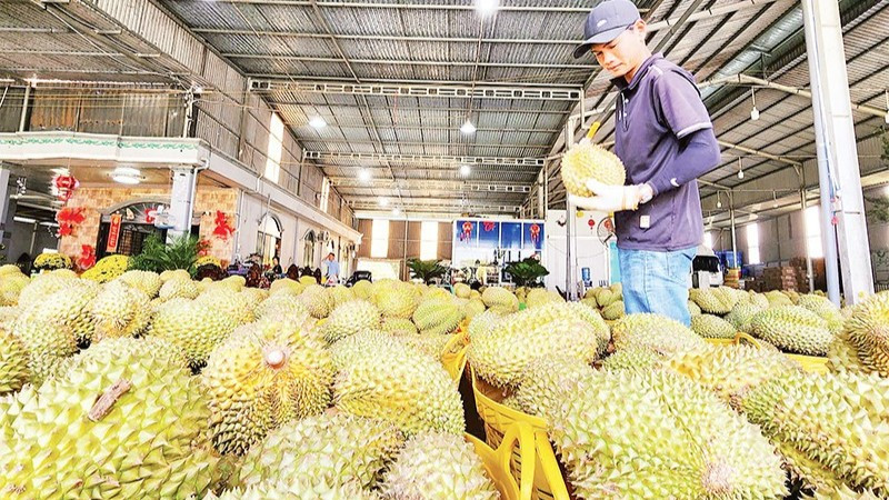 Xuất khẩu sầu riêng đã trở lại bình thường. (Ảnh: minh họa, nhandan.vn)