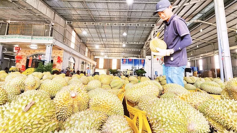 Xuất khẩu sầu riêng đã trở lại bình thường. (Ảnh: minh họa, nhandan.vn)