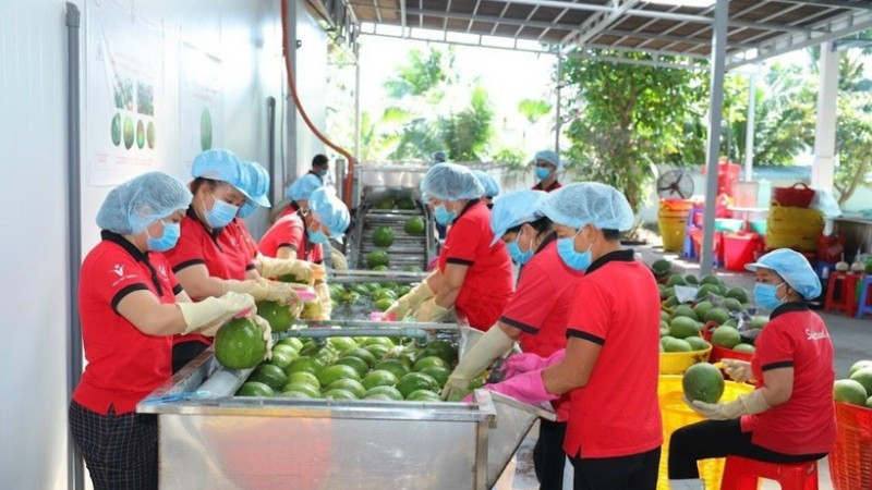 Trái cây Việt Nam có lợi thế đặc sản, khác biệt mùa vụ và có thể mở rộng tiêu thụ không chỉ tại Trung Quốc mà cả thị trường nội địa.