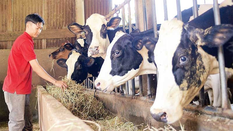 Ngành chăn nuôi bò sữa có vai trò quan trọng đối với an ninh dinh dưỡng quốc gia. (Ảnh: nhandan.vn)