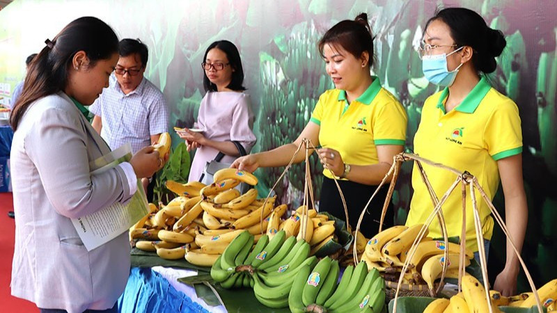 Chuối hiện là một trong những cây ăn quả chủ lực của Việt Nam.