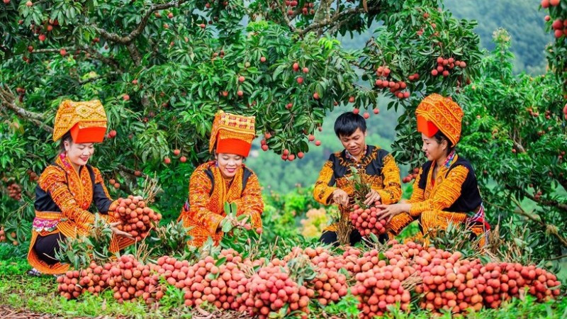 Thu hoạch vải tại Bắc Giang. (Ảnh: nhandan.vn)
