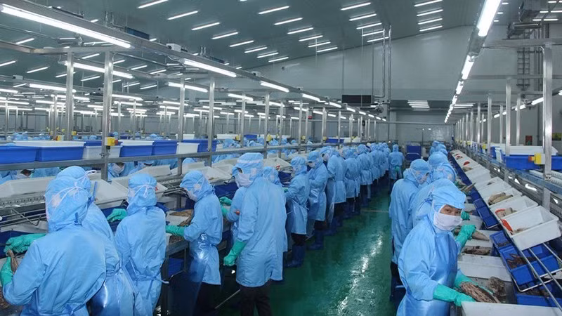 Xuất khẩu thủy sản tháng 6 tăng chậm lại do sụt giảm mạnh từ thị trường Mỹ. (Ảnh minh họa: BÁO NHÂN DÂN) 