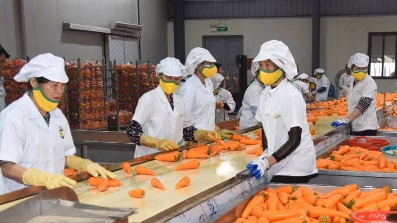 10 tháng đầu năm 2025, xuất khẩu rau quả của Việt Nam đạt 7,09 tỷ USD, tăng 15% so với cùng kỳ năm 2024. 