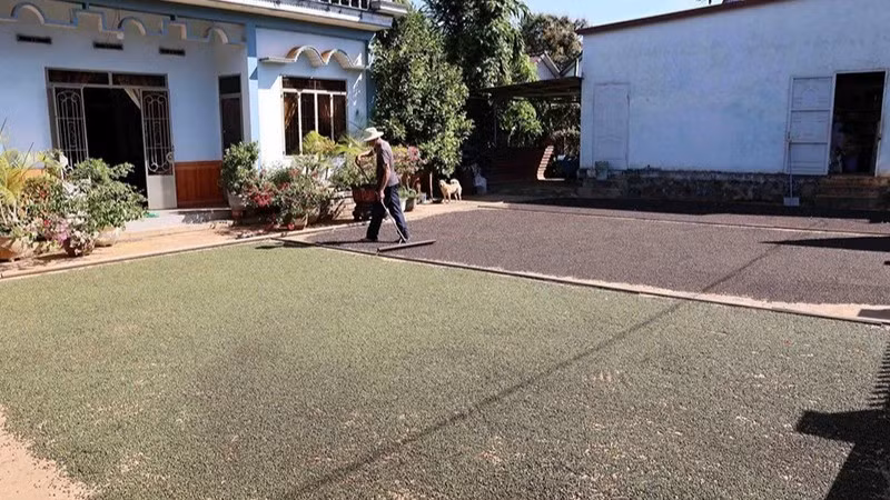 Nông dân huyện Cư Kuin (tỉnh Đắk Lắk) phơi hồ tiêu sau khi thu hoạch. (Ảnh TTXVN)