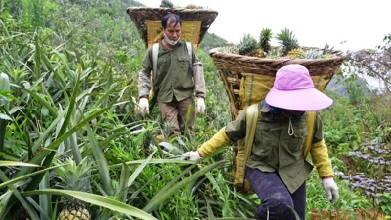 Người dân xã Bản Lầu, huyện Mường Khương (Lào Cai) thu hoạch dứa trên nương đồi. (Ảnh: nhandan.vn)