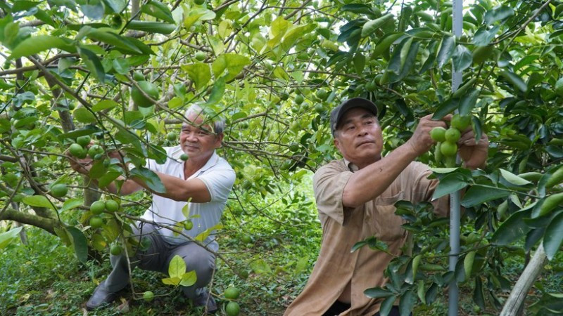 Vườn chanh của nông dân Phạm Văn Niềm, Hợp tác xã Dịch vụ nông nghiệp Mỹ Long, tỉnh Đồng Tháp. (Ảnh: nhandan.vn)