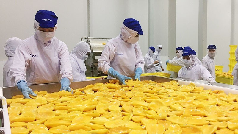 Chế biến trái cây tại nhà máy Tanifood, huyện Gò Dầu, tỉnh Tây Ninh. (Ảnh: nhandan.vn)