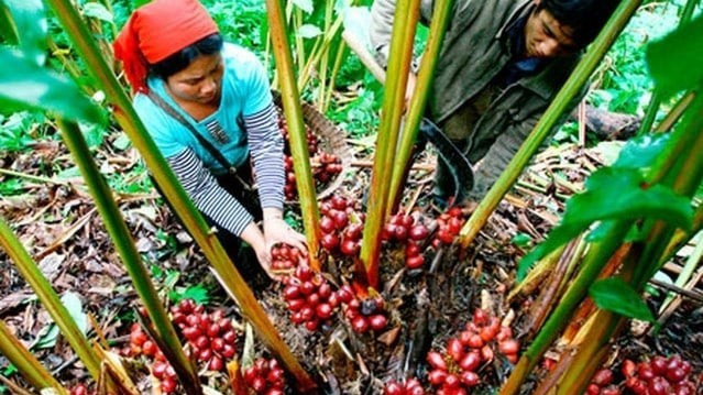 Trồng cây dược liệu thảo quả dưới tán rừng tại tỉnh Điện Biên. 