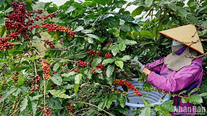 Thu hoạch cà-phê tại Lâm Đồng. 