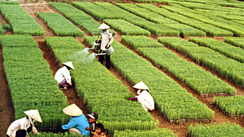 Hơn sáu thập kỷ qua, “Tết trồng cây” do Chủ tịch Hồ Chí Minh khởi xướng đã trở thành nét đẹp văn hóa mỗi độ Xuân về.
