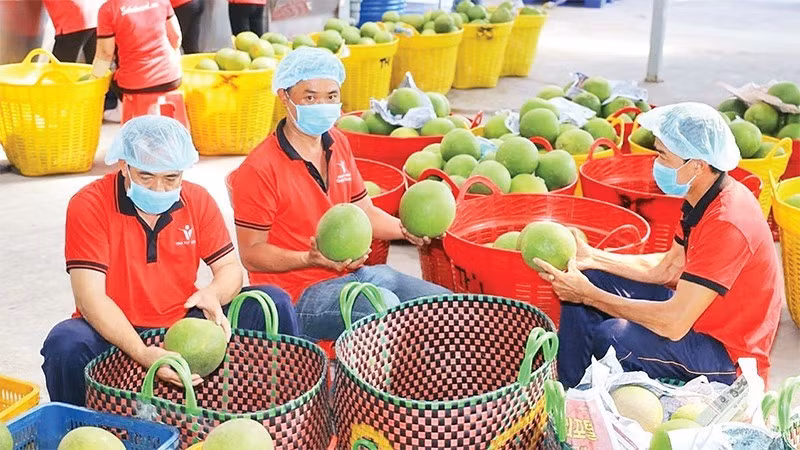 Kiểm tra trái cây trước khi xuất khẩu tại Công ty Vina T&T Group. (Ảnh: MINH HÀ)