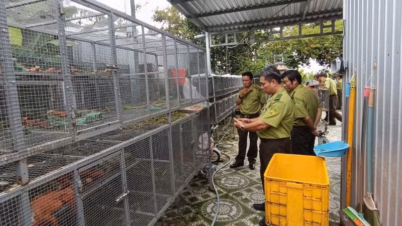 Cục Lâm nghiệp và Kiểm lâm phối hợp cùng các lực lượng kiểm tra cơ sở nuôi tại Lô 14, ấp Bình Thành, xã Thoại Sơn, tỉnh An Giang. Nguồn: Cục Lâm nghiệp và Kiểm lâm.
